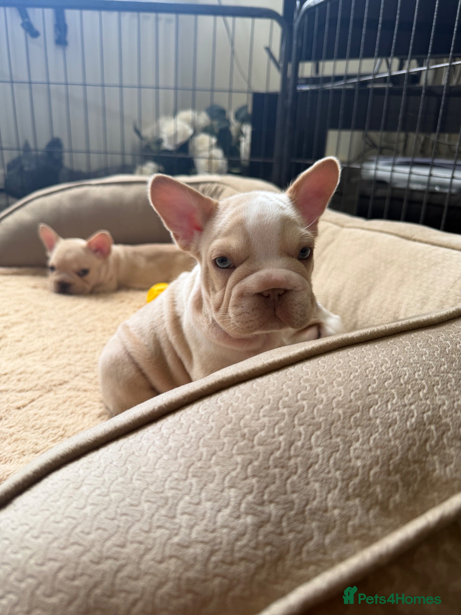 French Bulldog dogs Exotic French bulldog puppies/Health Tested Parent - Advert 2