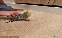 Budgerigars birds for sale: Handtamed beautiful budgies for sale - Image 3