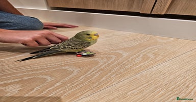 Budgerigars birds - Advert 12