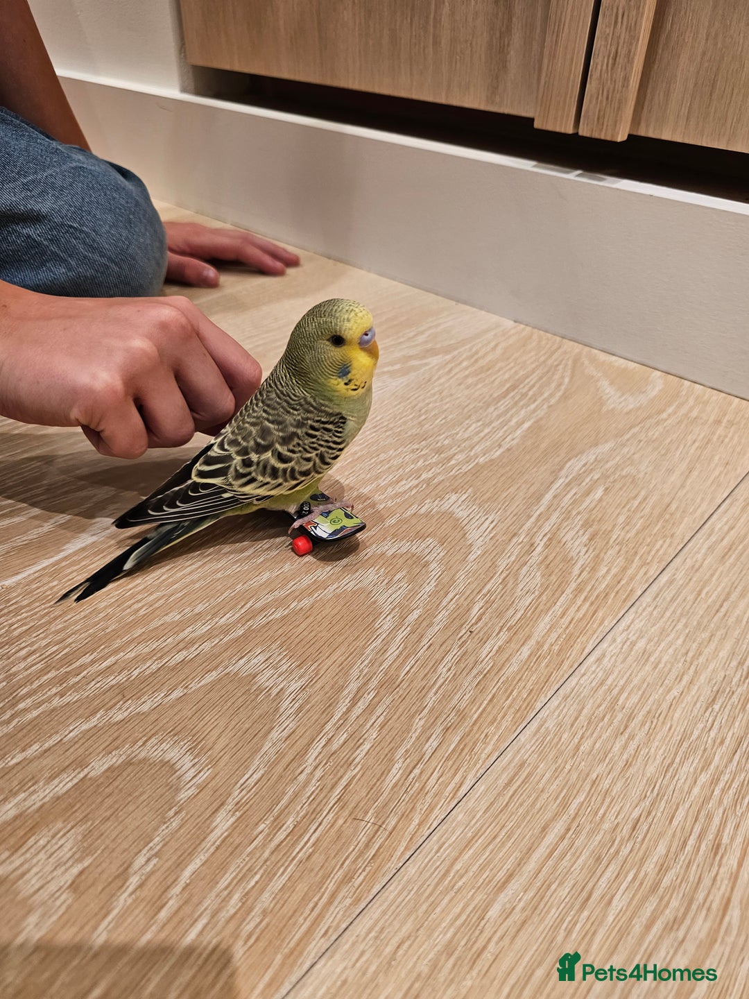 Budgerigars birds for sale: Handtamed beautiful budgies for sale - Image 3