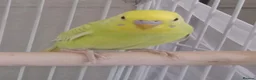 Budgerigars birds for sale: Two baby male budgies  in Thornton-Cleveleys - Advert 2