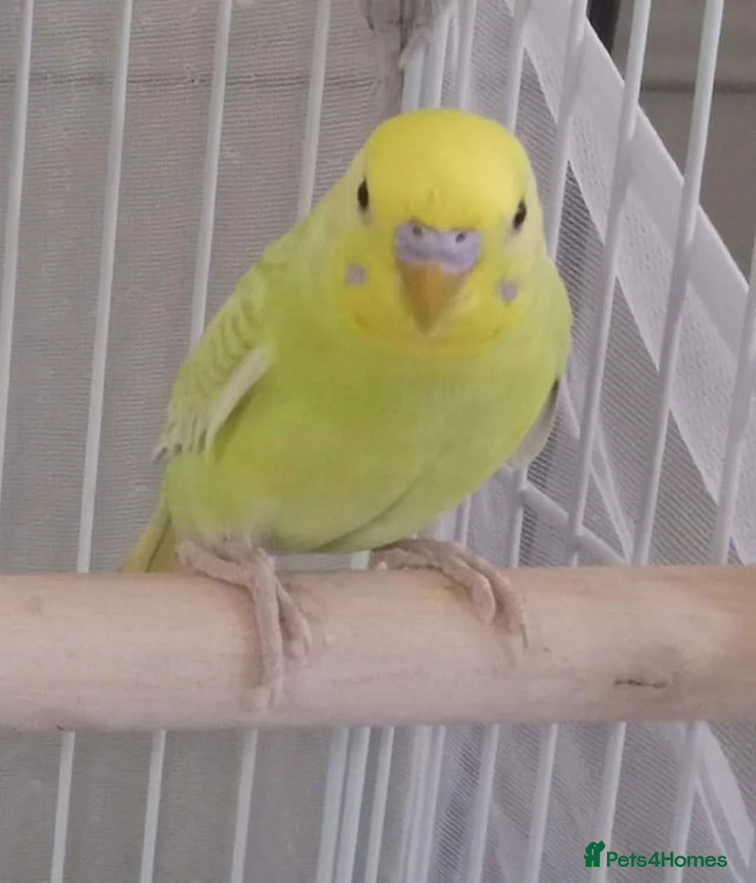 Budgerigars birds for sale: Two baby male budgies  in Thornton-Cleveleys - Advert 2