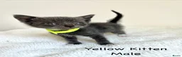 British Shorthair cats for sale: British Shorthair Cross Kittens  - Advert 13