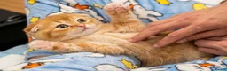 British Shorthair cats for sale: Last-Adorable Kitten Ready For Loving Home ❤️ - Advert 11