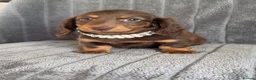 Miniature Dachshund dogs for sale: Long haired miniature dachshund puppies - Advert 8