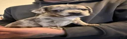 Mixed Breed dogs for sale: French bull wieners  - Advert 2
