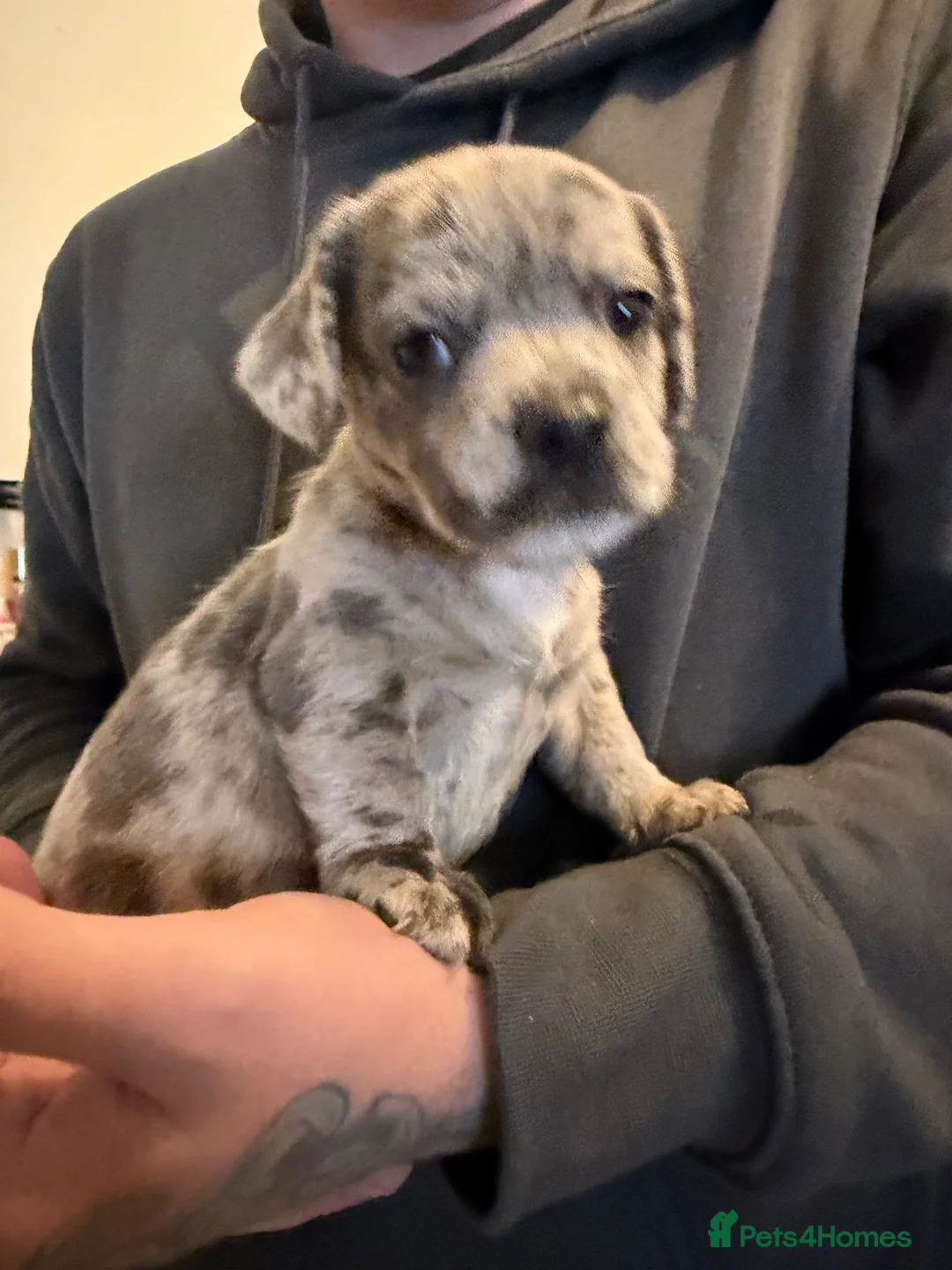Mixed Breed dogs for sale: French bull wieners  - Advert 2