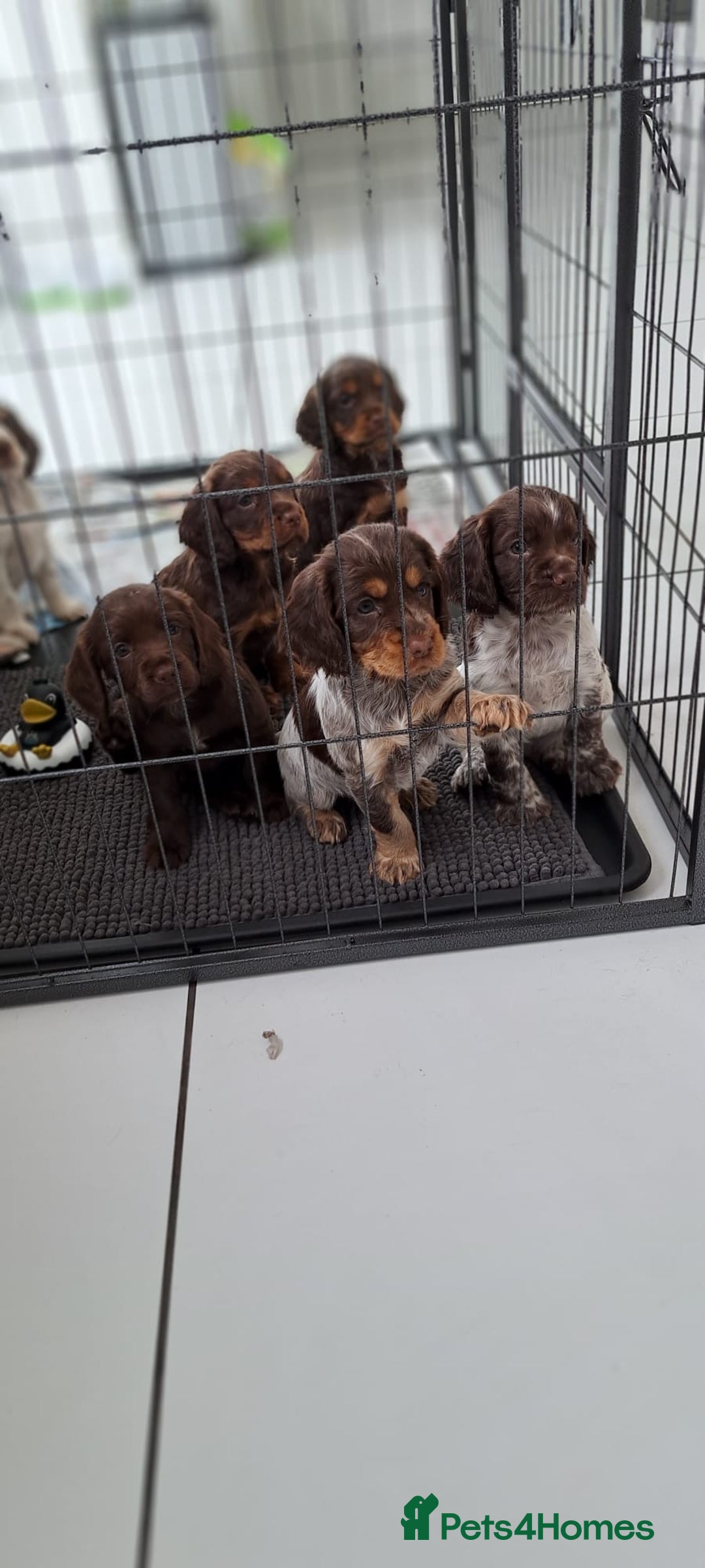 Cocker Spaniel dogs for stud: 🔥WORKING CHOC ROAN COCKER STUD 🔥 in Gateshead - Advert 3