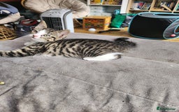 British Shorthair cats for sale: Silver Tabby Kittens  - Image 10