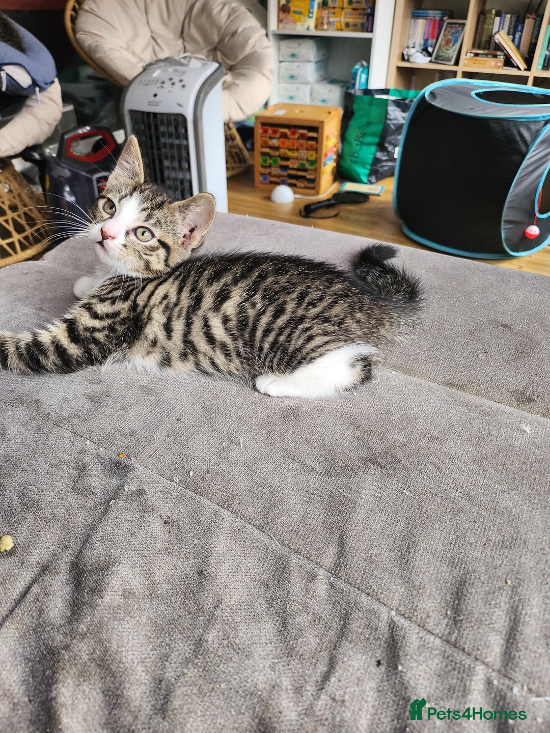 British Shorthair cats for sale: Silver Tabby Kittens  - Image 10