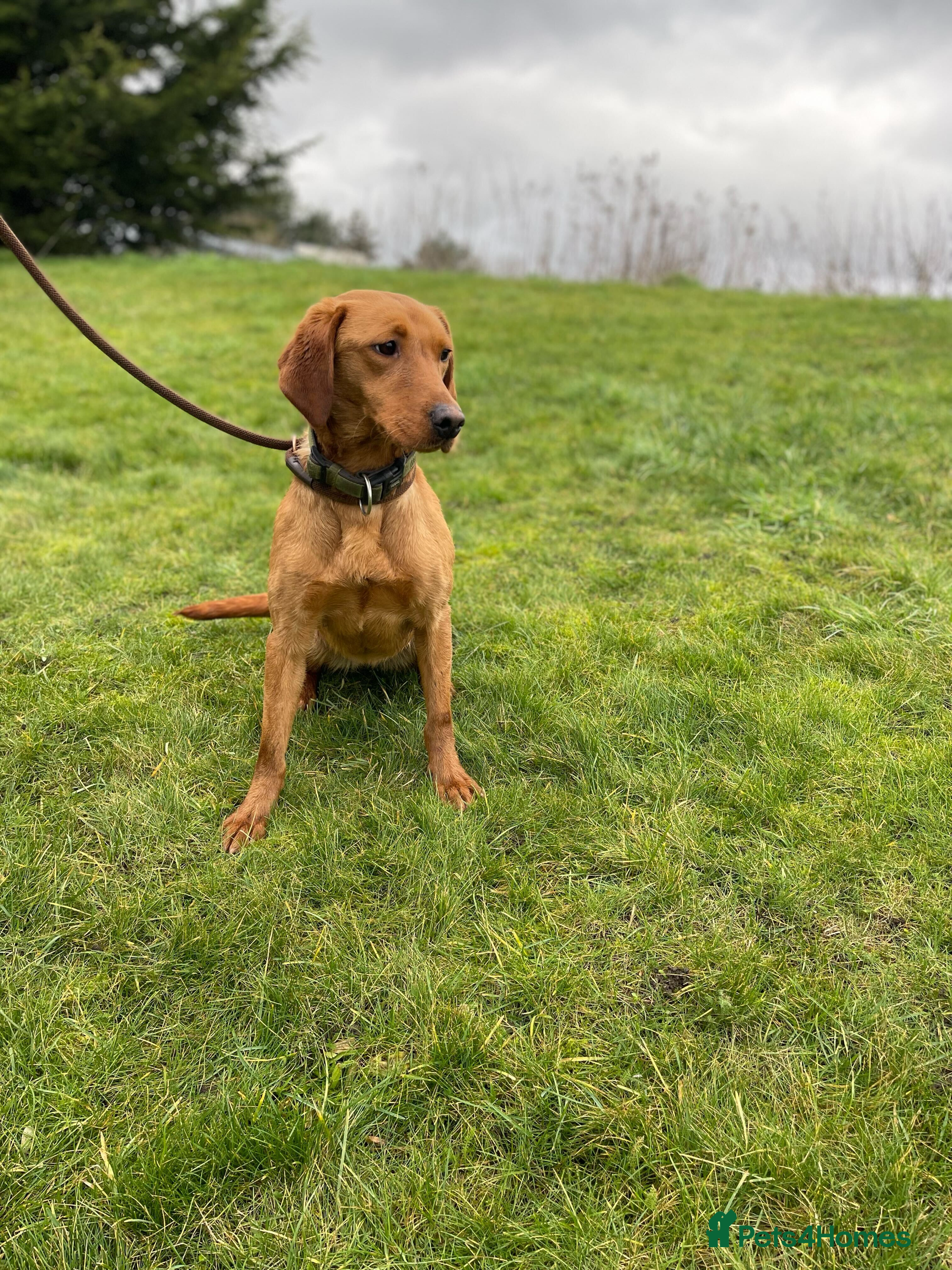 Labrador Retriever dogs 18 month old female fox red - Advert 2