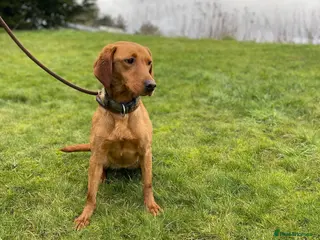 Labrador Retriever dogs 18 month old female fox red - Advert 2