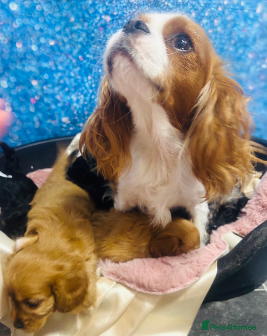 Cavapoo dogs for sale: F1 cavapoo puppies 🐶 🩵💜 - Image 21