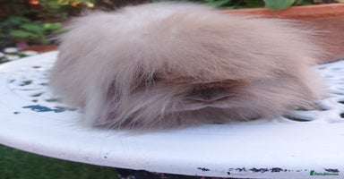 Mini Lop rabbits - Advert 1