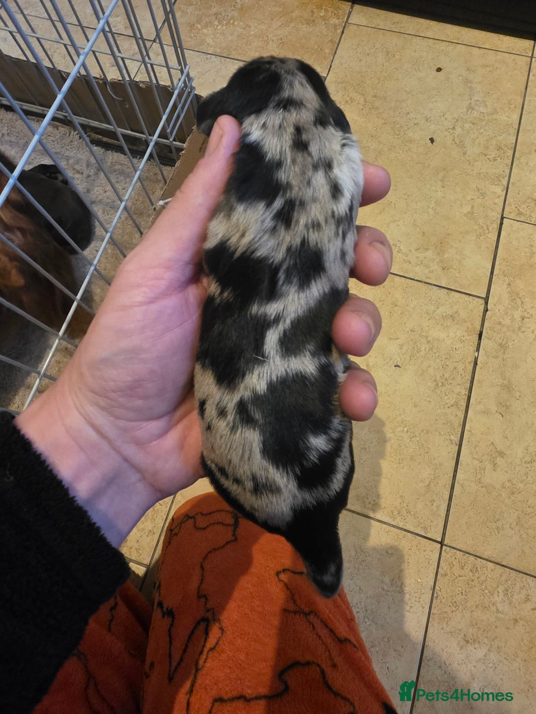 Cocker Spaniel dogs for sale: Kc registered litter - Advert 3