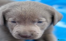 Labrador Retriever dogs for sale: Kc reg SILVER AND CHAMPAGNE LABRADORS  - Image 4