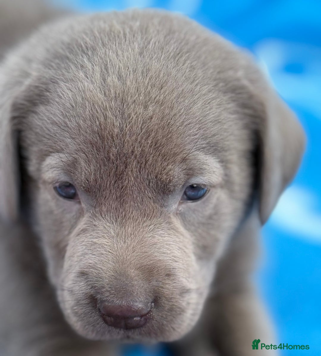 Labrador Retriever dogs for sale: Kc reg SILVER AND CHAMPAGNE LABRADORS  - Image 4