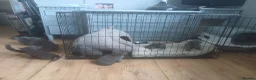 Mixed Breed cats for sale: Russian blue, mixed breed - Advert 6