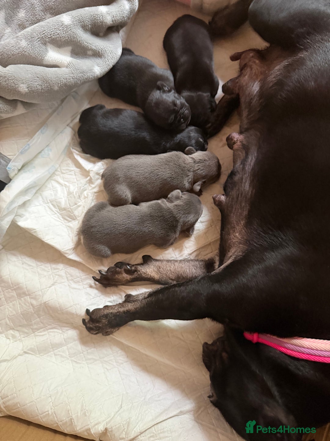 French Bulldog dogs for sale: Last girl frenchie available  - Advert 3