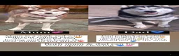 Siberian Husky dogs for sale: Stunning litter of Siberian husky puppies  - Advert 1