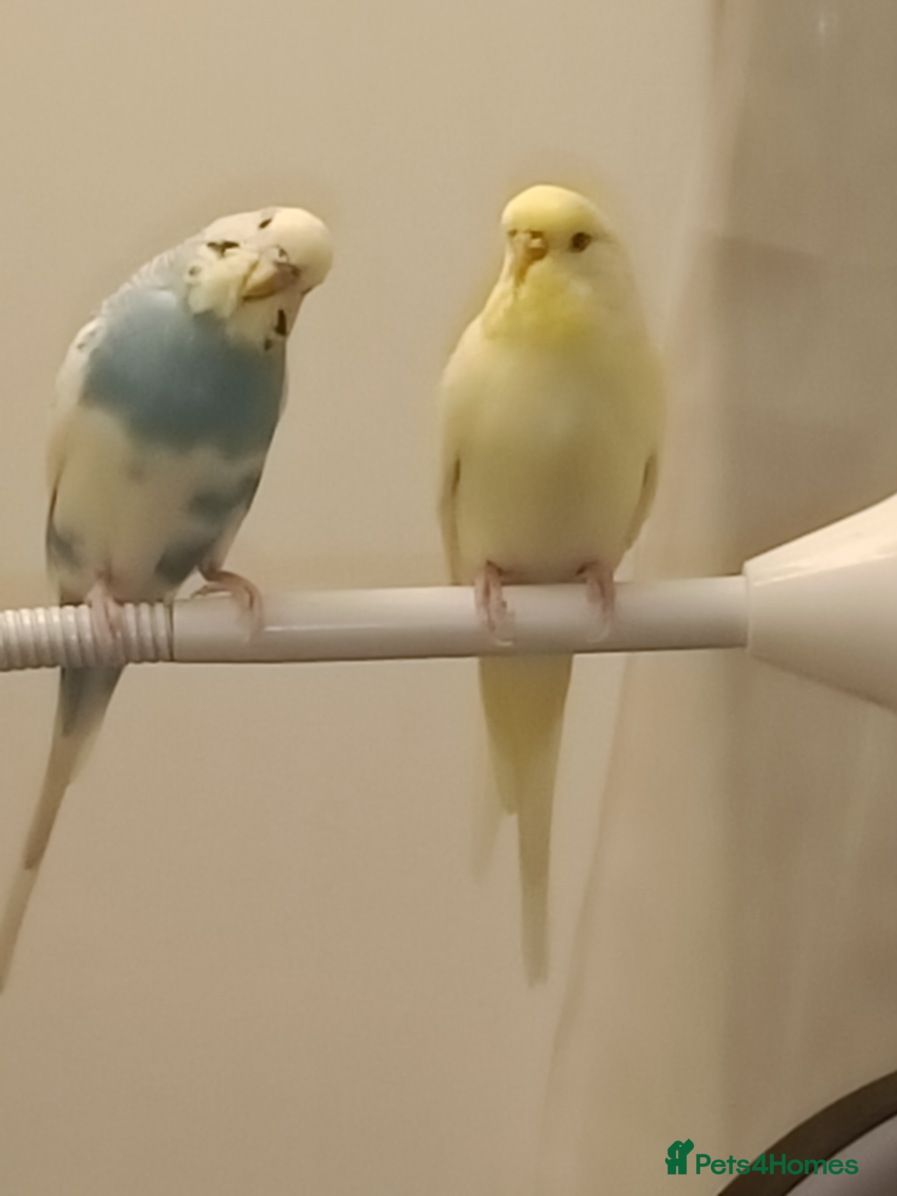 Budgerigars birds Two beautiful Budgies male and female  - Advert 9