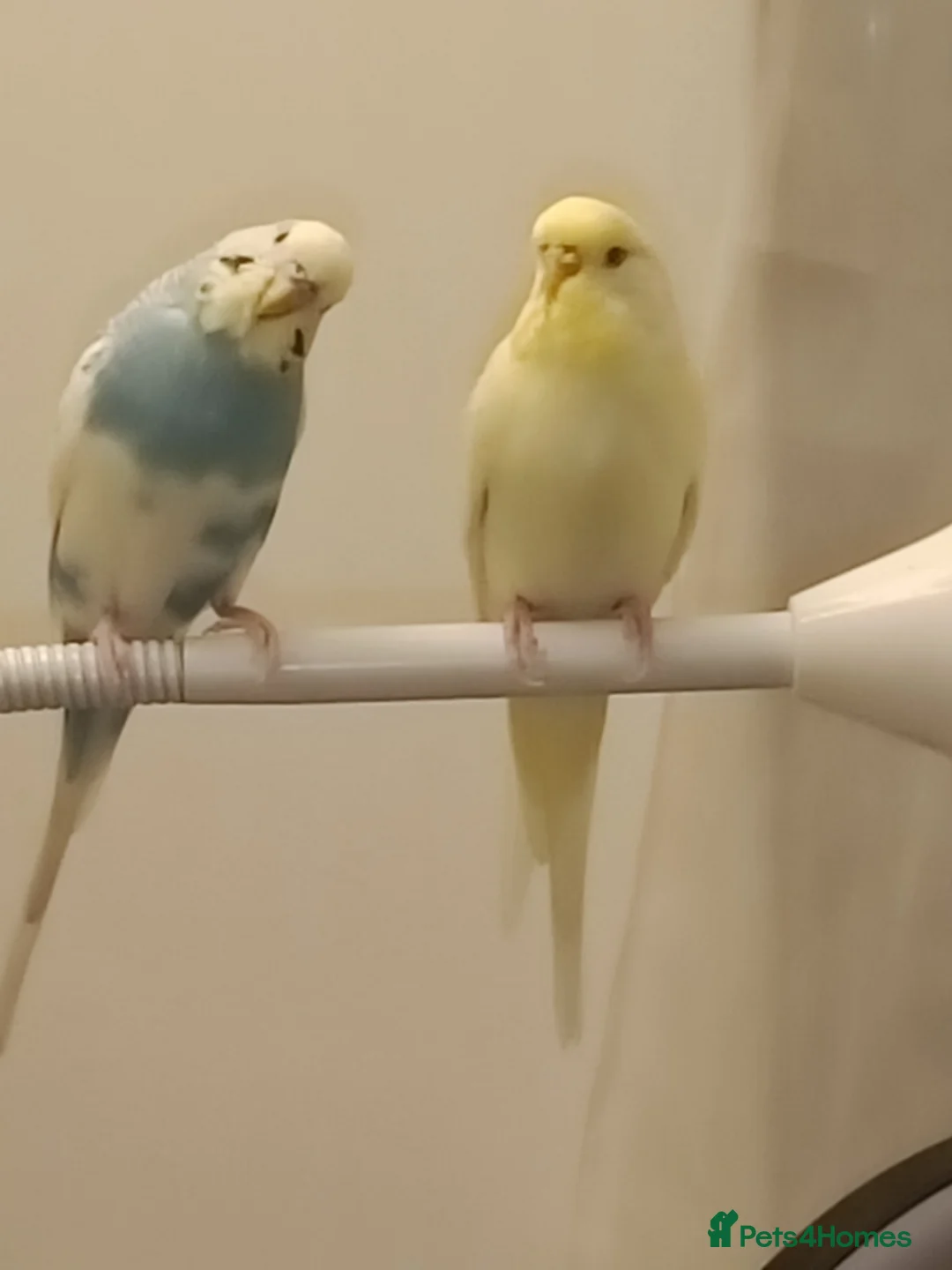Budgerigars birds for sale: Two beautiful Budgies male and female  - Advert 1