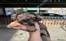 Mixed Breed dogs for sale: 8 beautiful dashaund X Jack Russel puppies  - Image 9