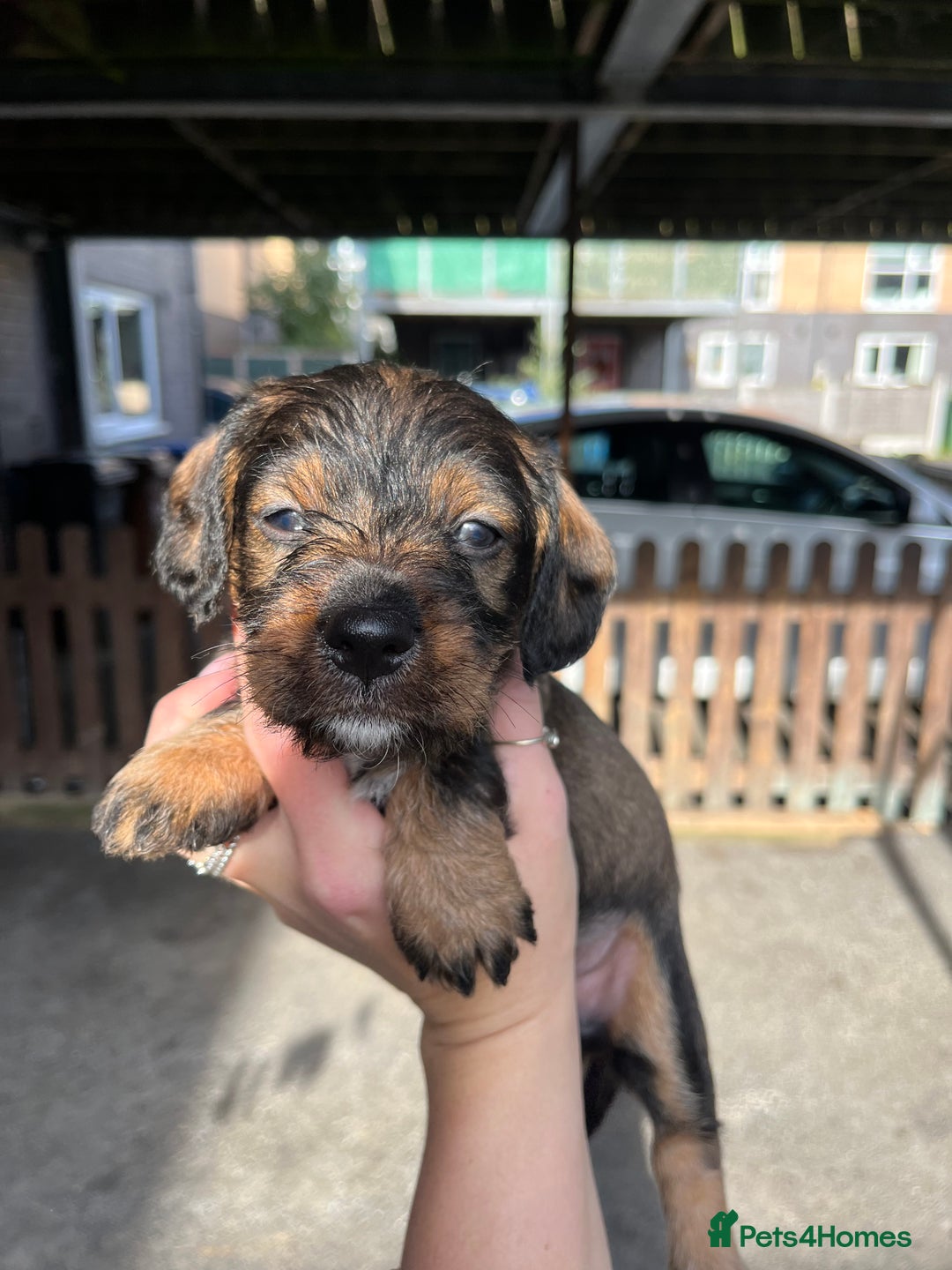 Mixed Breed dogs for sale: 8 beautiful dashaund X Jack Russel puppies  - Image 9