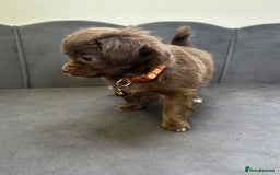 Chipoo dogs for sale: Stunning Chipoo Pups DNA Health Tested - Image 5