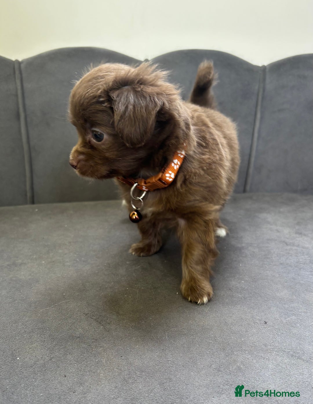 Chipoo dogs for sale: Stunning Chipoo Pups DNA Health Tested - Image 5