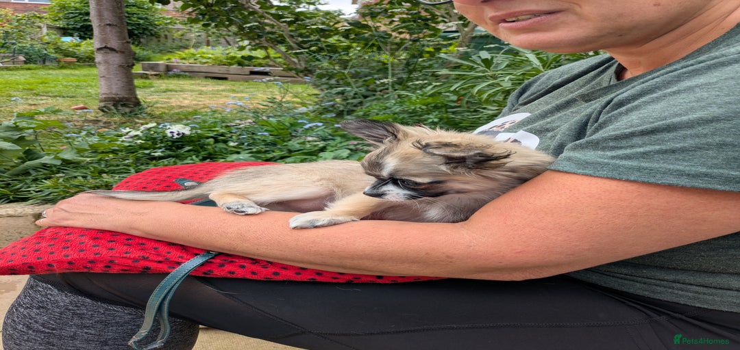 Gallery Image {{count}}