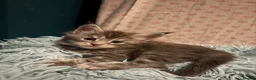 Maine Coon cats for sale: Affectionate, Pedigree Maine Coon Kittens: - Advert 25