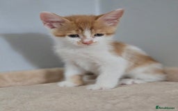 Mixed Breed cats for sale: 5 Kittens LEFT! Friendly and Lovable - Image 7