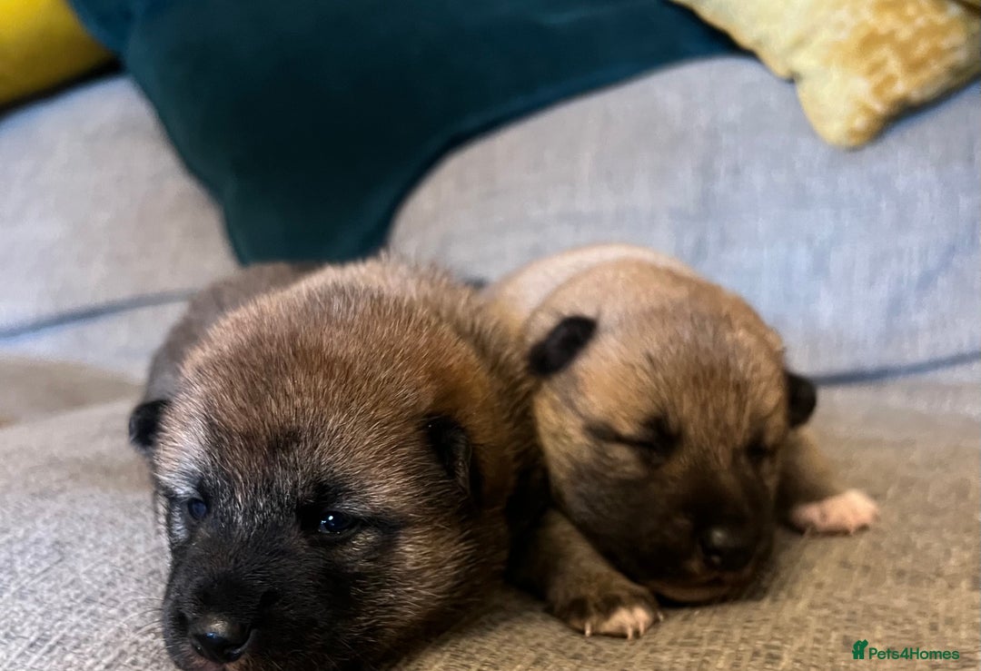Japanese Shiba Inu dogs for sale: K.C reg Japanese Shiba Inu Puppies - Image 5