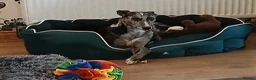 Lurcher dogs for sale: Beautiful Merle Lurcher x - Advert 3