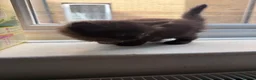 British Longhair cats for sale: Beautiful longhair kittens for SALE! - Advert 38