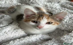 Mixed Breed cats for sale: 2 Adorable Friendly Kittens For A Forever Home - Image 11
