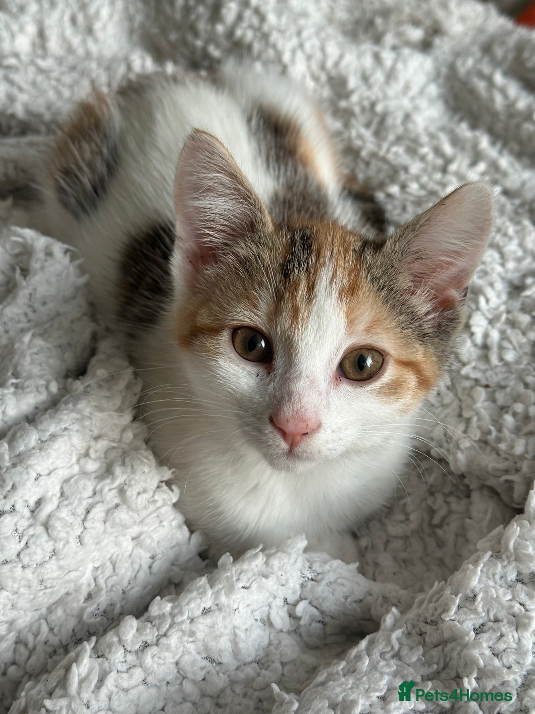 Mixed Breed cats for sale: 2 Adorable Friendly Kittens For A Forever Home - Image 11
