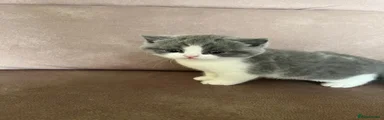 Andy