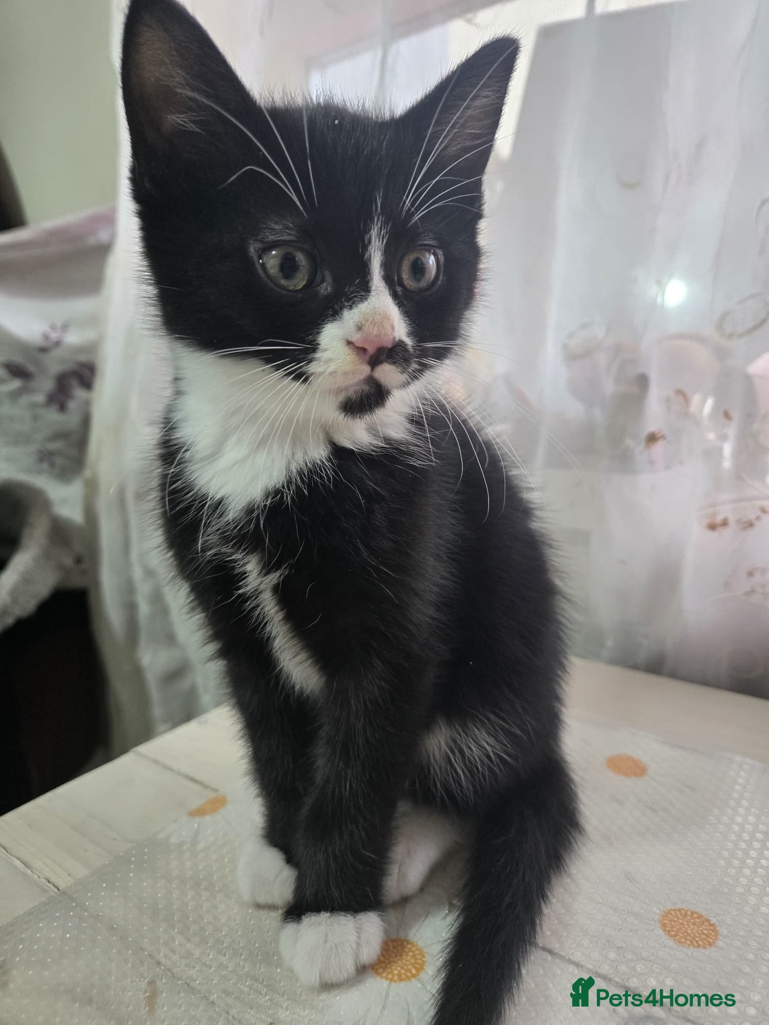 Mixed Breed cats Beautiful litter of british shorthair kittens  - Advert 2