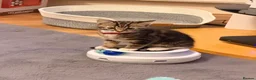 Mixed Breed cats for sale: Gorgeous Tabby Girl  in Liverpool - Advert 1