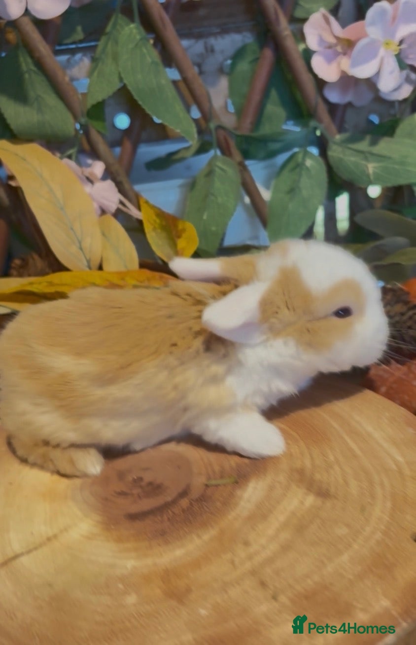 Mini Lop rabbits for sale: Pure bred mini lops - Advert 1