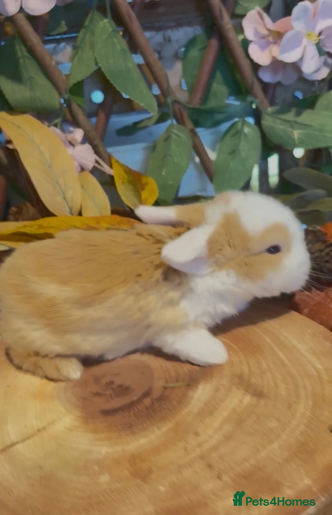 Mini Lop rabbits for sale: Pure bred mini lops - Advert 1