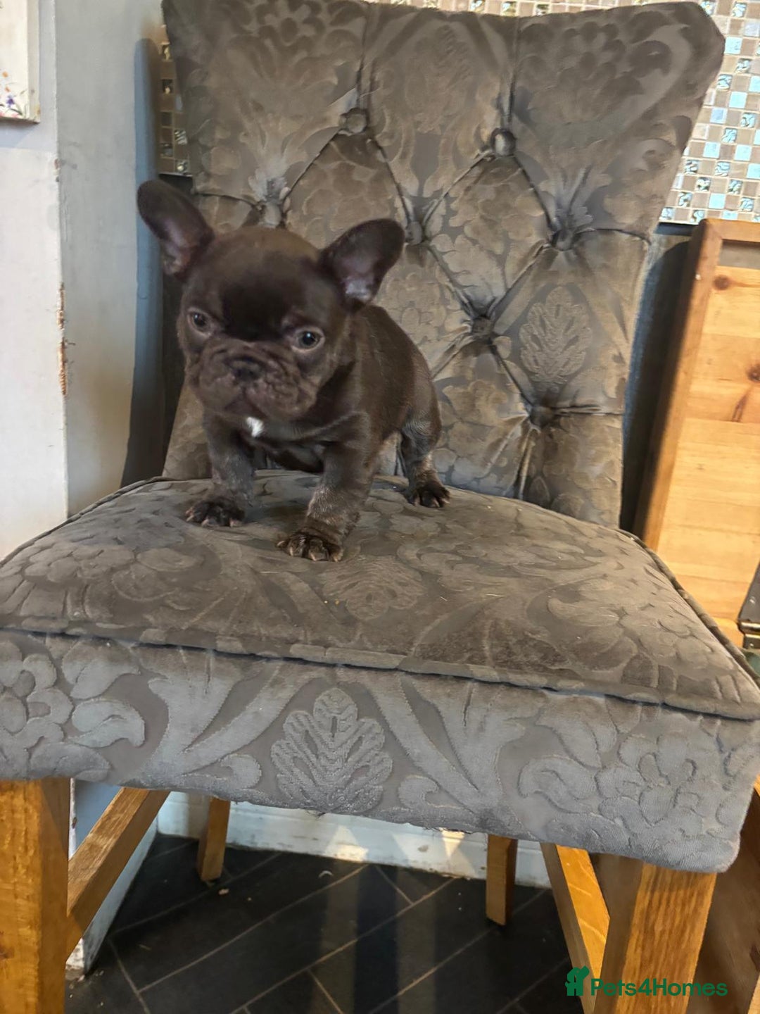 French Bulldog dogs for sale: French bulldog puppies - Advert 4