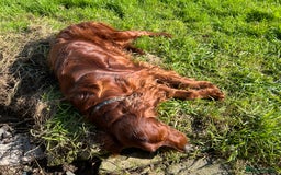 Irish Setter dogs for stud: Handsome IRISH SETTER BOY at Stud - Image 7