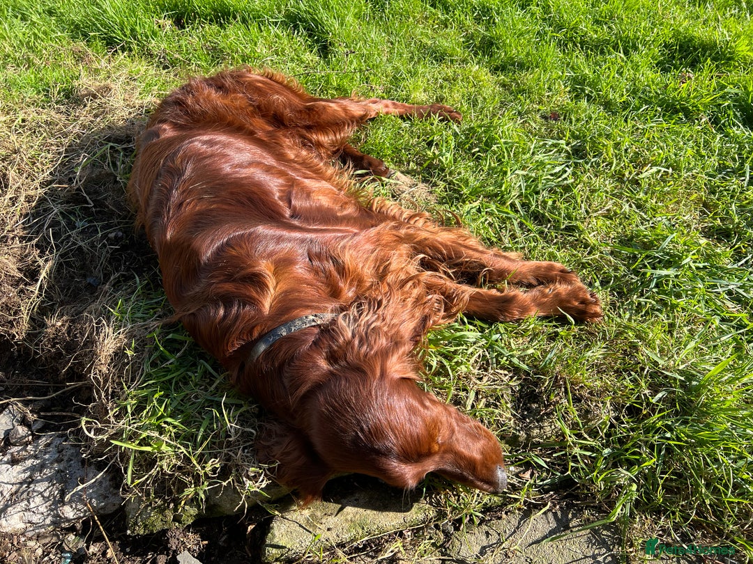 Irish Setter dogs for stud: Handsome IRISH SETTER BOY at Stud - Image 7
