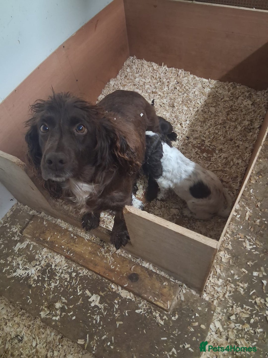 Cocker Spaniel dogs for sale: Cocker spaniel pups - Advert 13