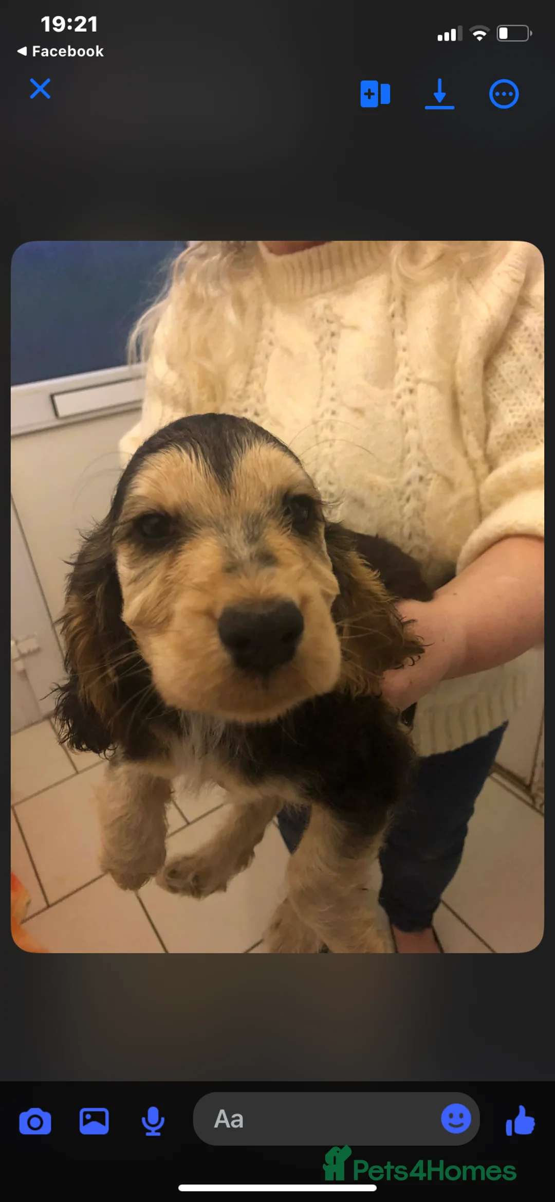 Cocker Spaniel dogs for sale: 2 boys left!!!! - Advert 9