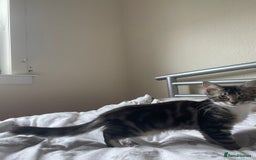 Snowshoe cats for sale: Snowshoe cross kittens for sale - Image 4