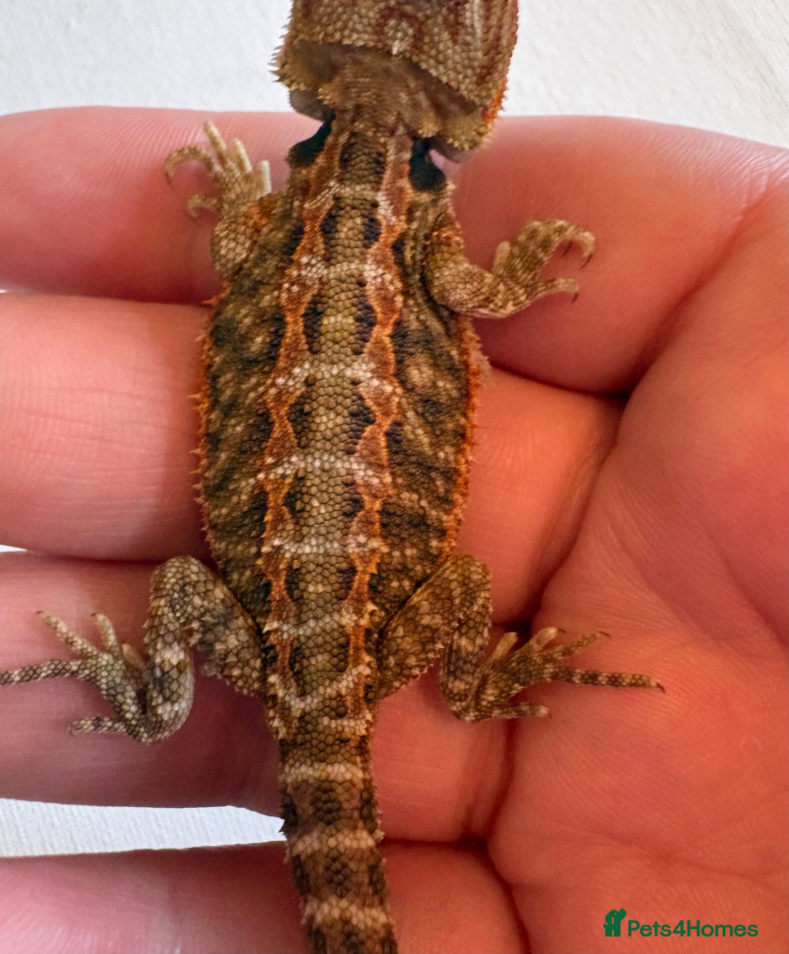 Bearded Dragon reptiles stunning baby bearded dragons  - Advert 19